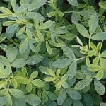 ALFALFA