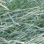 Annual Ryegrass