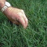 Bermudagrass