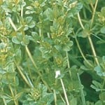Birdsfoot Trefoil