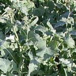 Brassicas