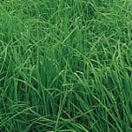 Orchardgrass