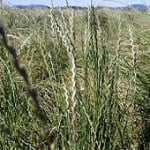 Perennial Ryegrass