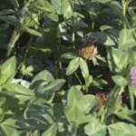 Red Clover