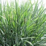 Reed Canarygrass