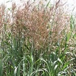 Smooth Brome