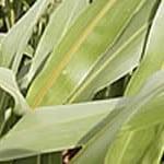 Sorghum Sudangrass