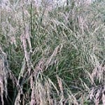 Tall Fescue