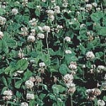 White Clover