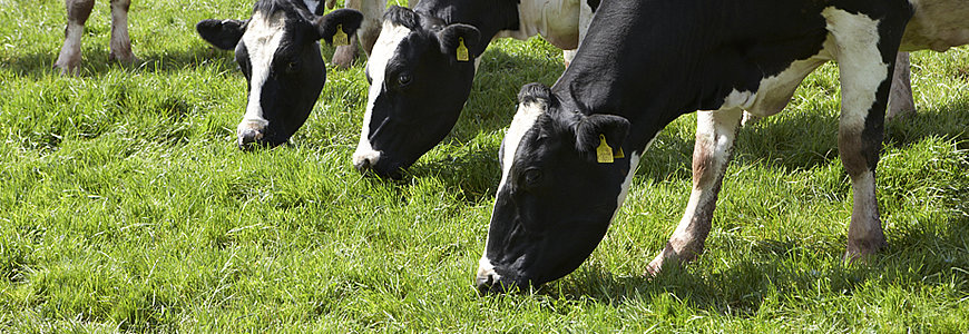 cows1