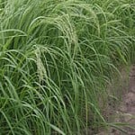Teff