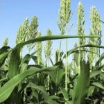 Forage Sorghum