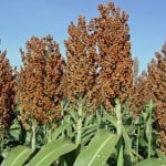 Grain Sorghum