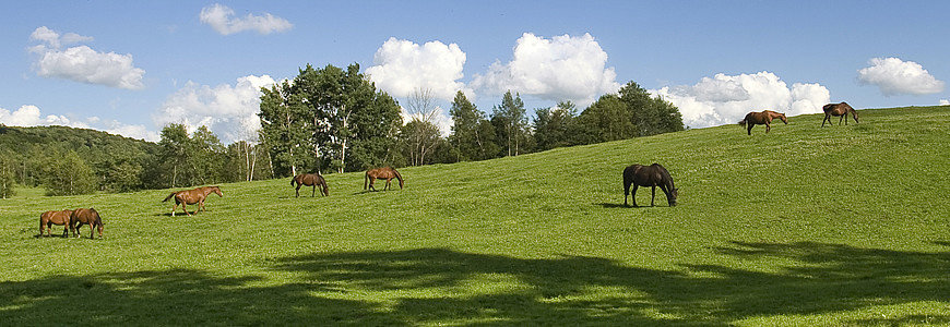 horses-feeding