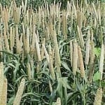 Pearl Millet