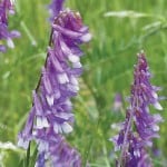 Purple Hairy Vetch