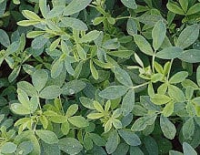Alfalfa Forage Seed For Sale