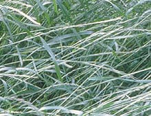 Annual Ryegrass