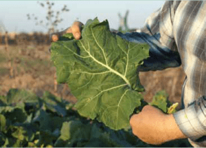 Impact Forage Collards