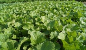 Jupiter Leafy Turnip