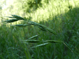 Meadow Brome