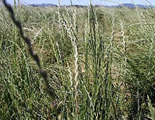 PERENNIALRYE Grass Seed Company