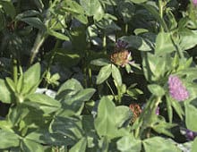 REDCLOVER Red Clover - Forage Seed Supplier