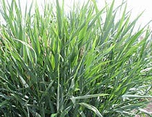 REED Forage Seed Supplier