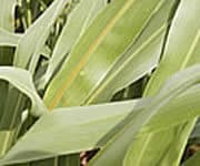 Sorghum_Sudangrass Sorghum Sudangrass