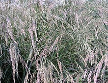 Tall Fescue Seed Supplier