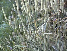 Climax Timothy Grass Seeds for Deer Plot Rabbits Goat Horse Hay 2,000 Seeds T63 