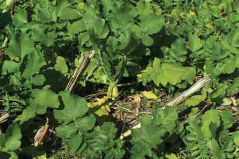 Eco-Till Soilbuster Radish
