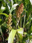 forage_sorghum_thumb Allied Seed - Seed Company