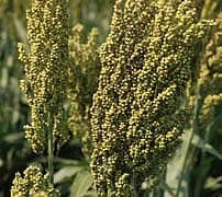 Allied Seed - Seed Company