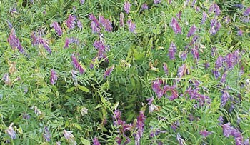 Purple Bounty Hairy Vetch Purple Bounty Hairy Vetch Seeds For Sale