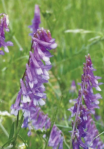 Purple Bounty Hairy Vetch | Allied Seed