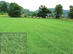Turf Grass Seed Company